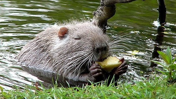 Coccodrilli contro le nutrie (avete letto bene…)