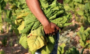 Il leghismo alla reggiana ed il lavoro nero (con clandestini)