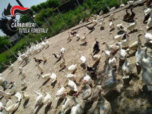 Gestiva azienda avicola senza autorizzazione: oltre 10mila euro di multa