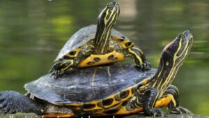 Specie esotiche invasive. Obbligo di denuncia entro il 31 agosto