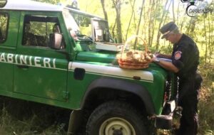 Troppi funghi raccolti: fungaioli ingordi sanzionati sull’Appennino reggiano