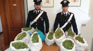 Quattordici chili di marijuana nelle federe dei cuscini: arrestata