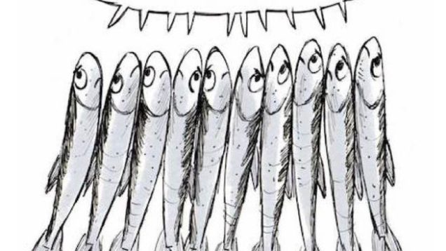 6000 Sardine - 00