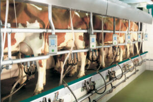 Denuncia furto di latte, ma non è vero. Denunciato