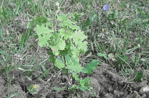 Il Comune dona una pianta alla Comunità San Lorenzo