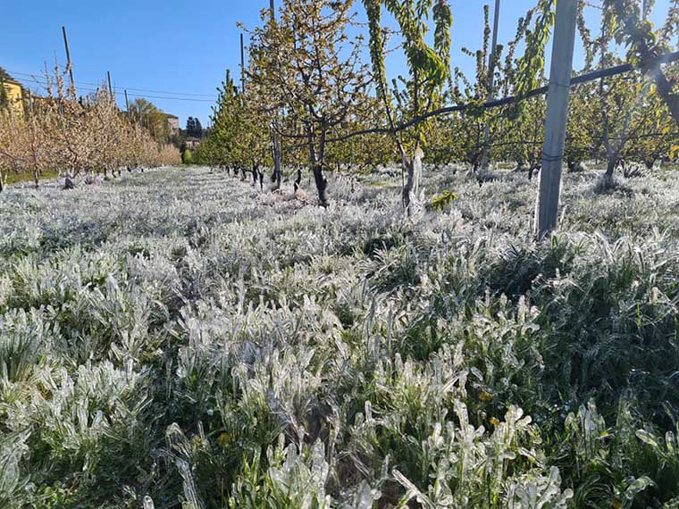 L’agricoltura reggiana premiata in Campidoglio con il prestigioso riconoscimento Bandiera Verde