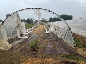 “Agricoltura devastata da vento e grandine”, così la CIA di Reggio Emilia