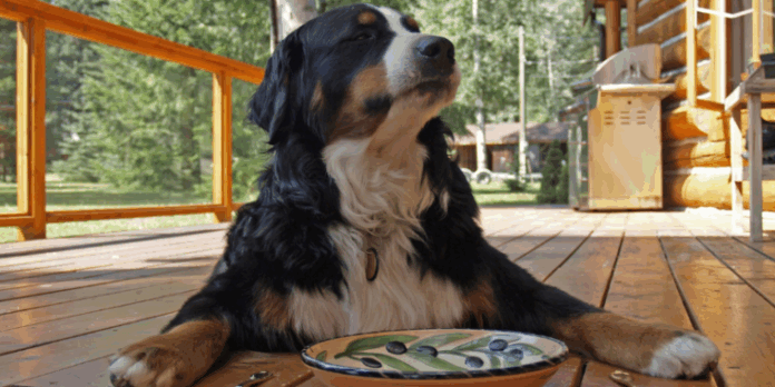 Cane 2022 - 01 Croccantini