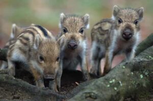 L’emendamento alla manovra Meloni che apre la caccia ai cinghiali in città. Avere contezza