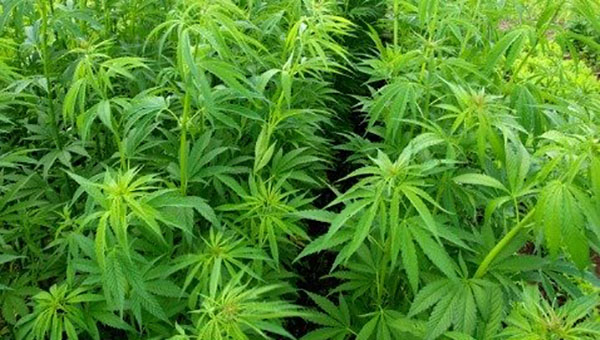 Marijuana 02