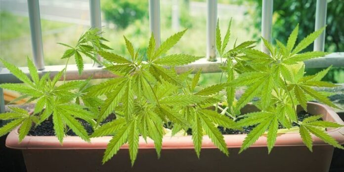 Reggio Emilia 649 Marijuana Balcone