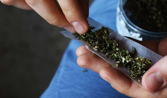 Scandiano 369 Marijuana