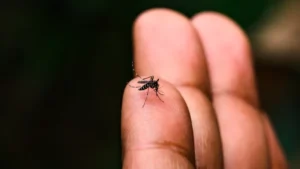 Sospetto caso di Chikungunya in viale Risorgimento in città
