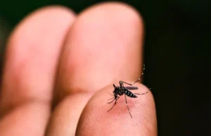 Chikungunya a Casalgrande, negativo il caso sospetto