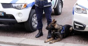 Morto Victor, il cane dell’unità cinofila reggiana della Polizia Locale di Reggio Emilia