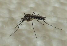 Brescia, possibile caso di infezione da virus zika